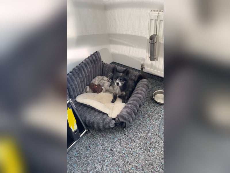 Chihuahua sucht liebevolles zuhause