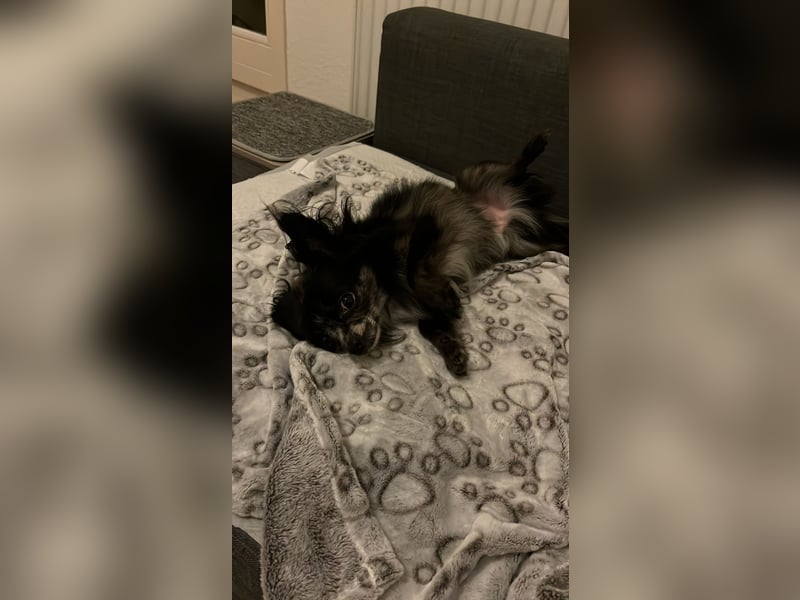 Chihuahua sucht liebevolles zuhause