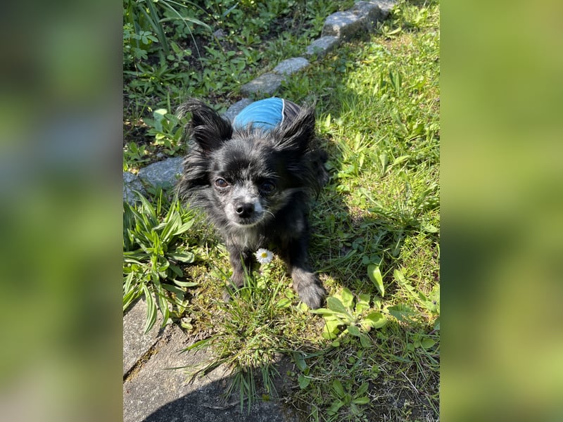 Chihuahua sucht liebevolles zuhause