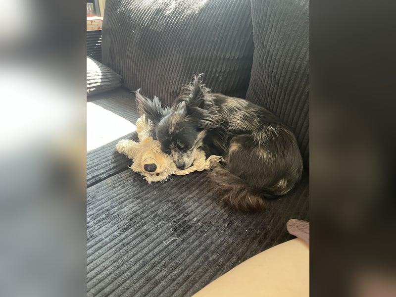 Chihuahua sucht liebevolles zuhause