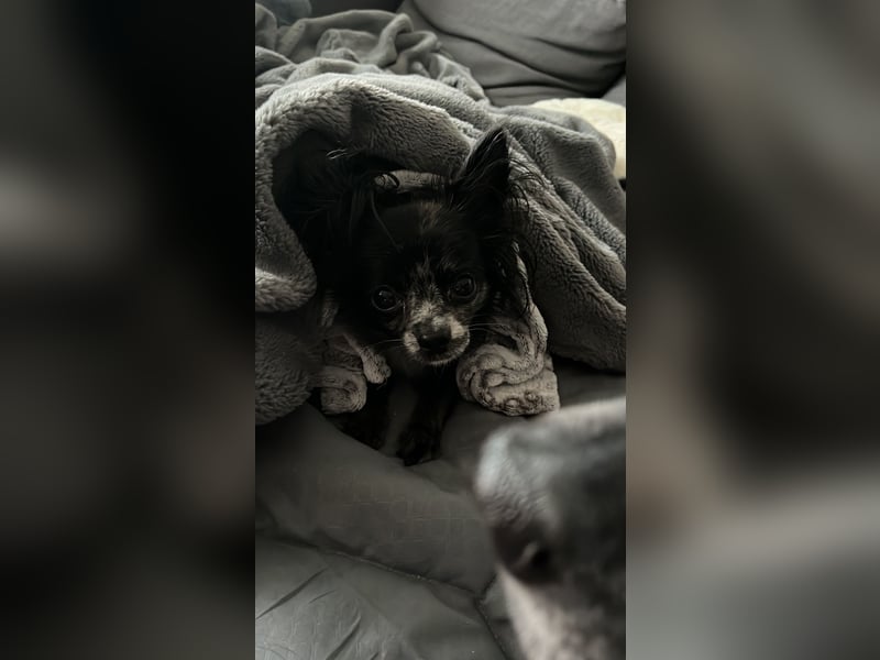 Chihuahua sucht liebevolles zuhause