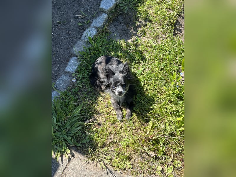 Chihuahua sucht liebevolles zuhause