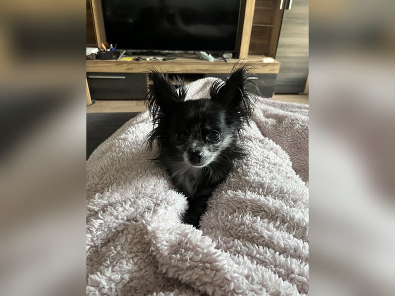 Chihuahua sucht liebevolles zuhause
