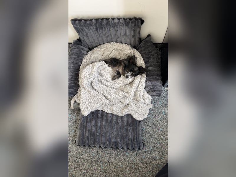 Chihuahua sucht liebevolles zuhause