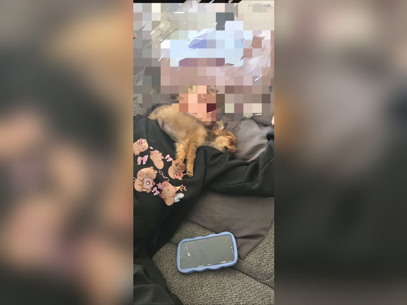 Chihuahua reinrassig