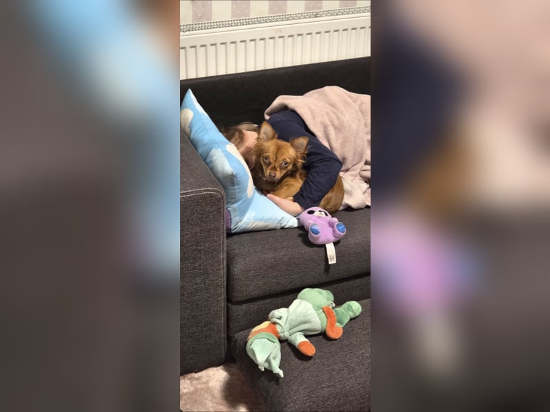 Chihuahua reinrassig