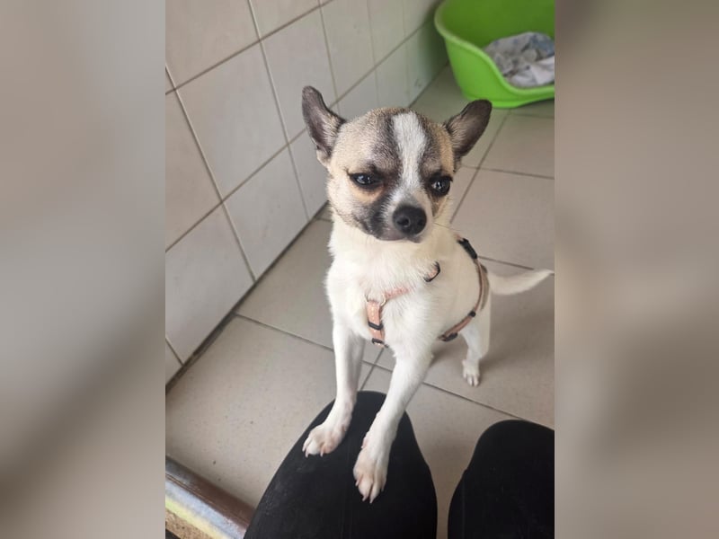 Chihuahua Eco möchte endlich ankommen