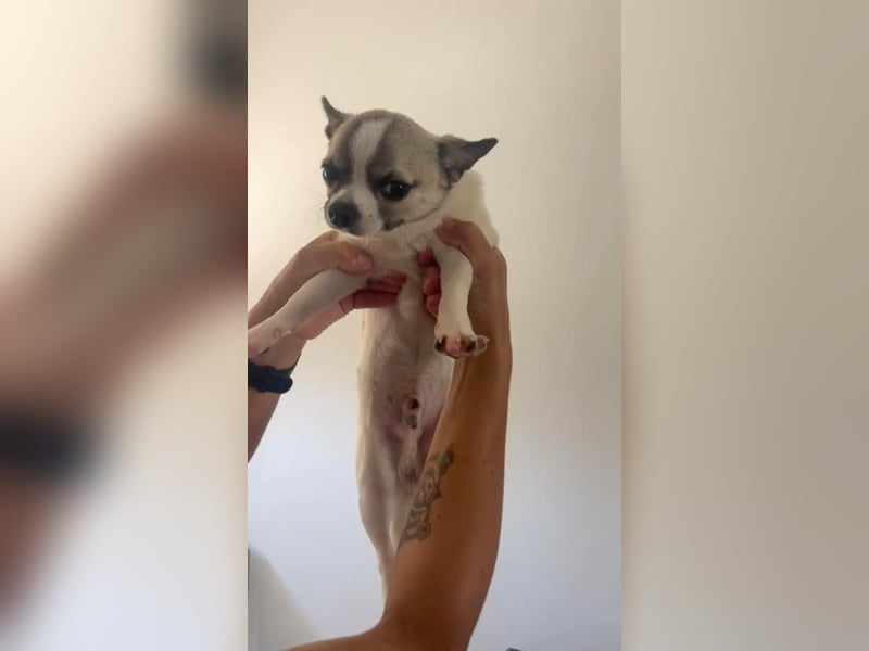 Chihuahua Eco möchte endlich ankommen