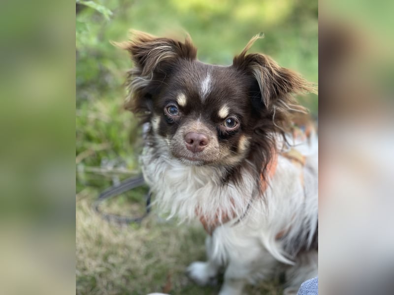 Chihuahua Rüde (kastriert), 15 Monate alt, 4 Kilo schwer, sucht ein neues Zuhause