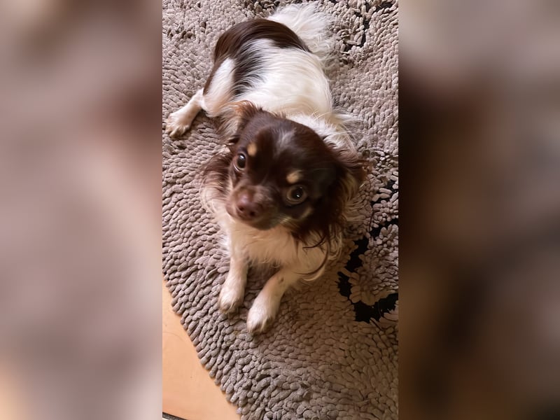 Chihuahua Rüde (kastriert), 15 Monate alt, 4 Kilo schwer, sucht ein neues Zuhause