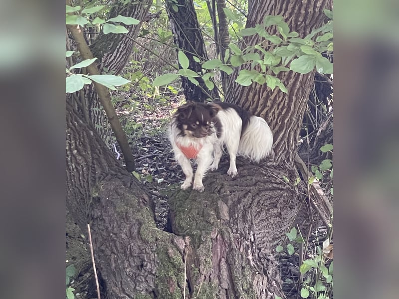 Chihuahua Rüde (kastriert), 15 Monate alt, 4 Kilo schwer, sucht ein neues Zuhause