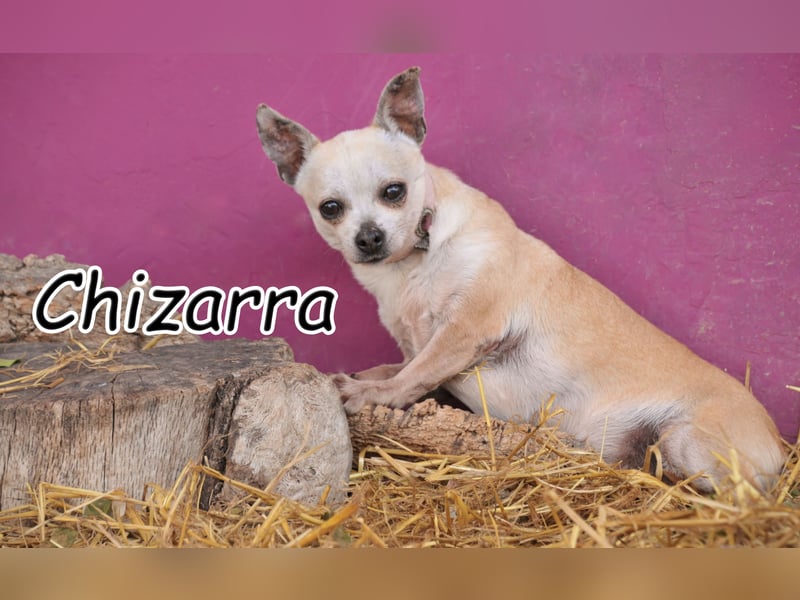 Schenkst du Chizarra Sicherheit und Liebe?