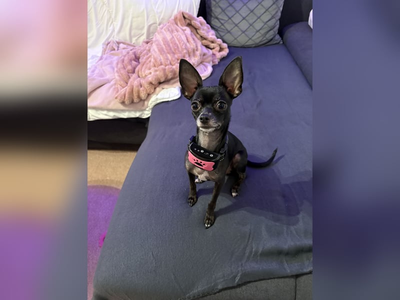 Chihuahua Hündin