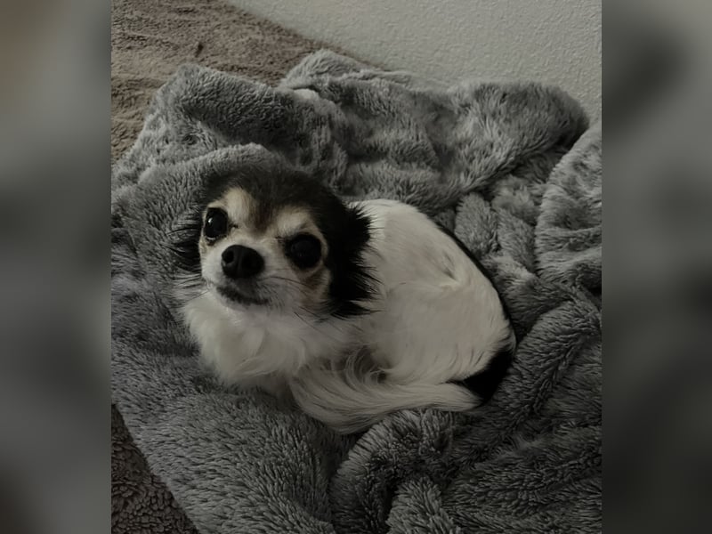Chihuahua Hündin sucht neues Zuhause