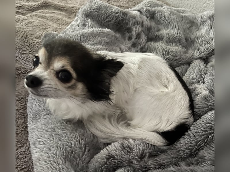 Chihuahua Hündin sucht neues Zuhause