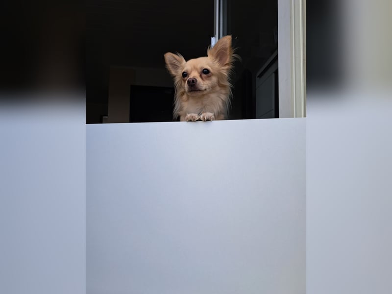 Chihuahua abzugeben
