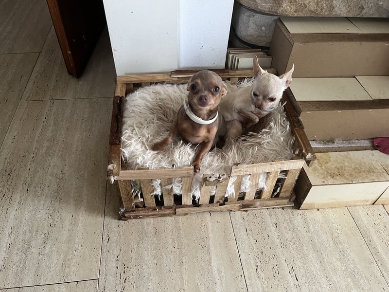 Suche wirklich kleinen Chihuahua