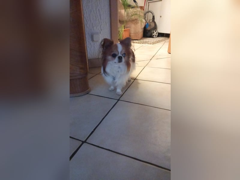 LUKY ca. 10 J. Chihuahua-Rüde sucht ruhiges Rentnerplätzchen