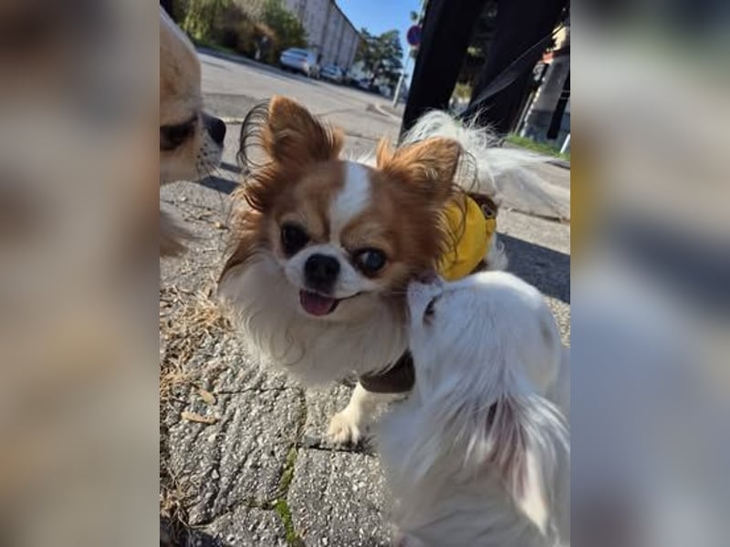 LUKY ca. 10 J. Chihuahua-Rüde sucht ruhiges Rentnerplätzchen