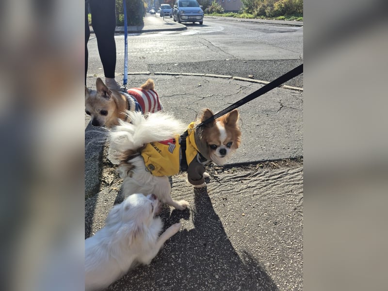 LUKY ca. 10 J. Chihuahua-Rüde sucht ruhiges Rentnerplätzchen