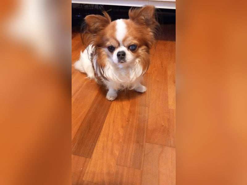 LUKY ca. 10 J. Chihuahua-Rüde sucht ruhiges Rentnerplätzchen