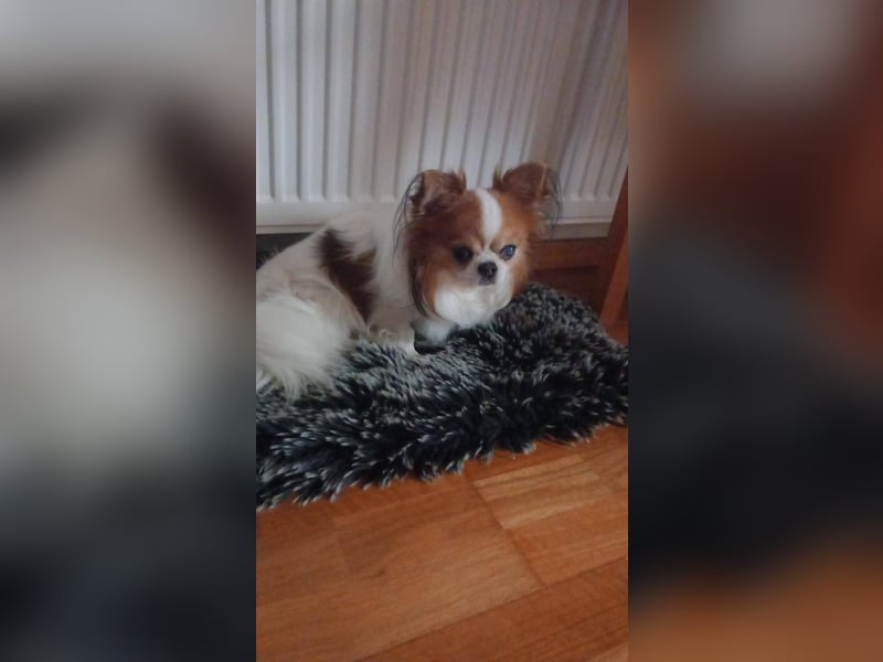 LUKY ca. 10 J. Chihuahua-Rüde sucht ruhiges Rentnerplätzchen