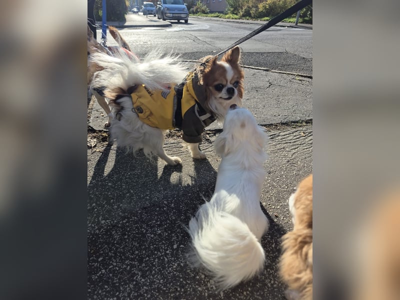 LUKY ca. 10 J. Chihuahua-Rüde sucht ruhiges Rentnerplätzchen