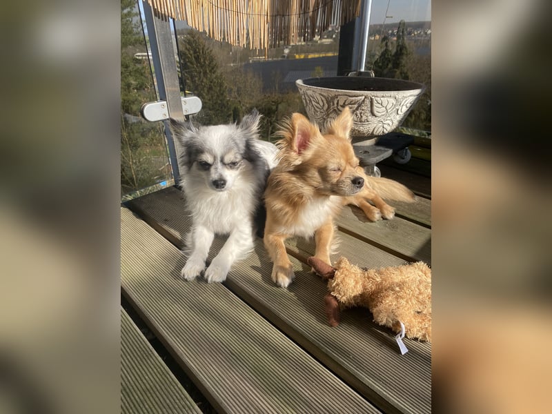 Chihuahua Rüden suchen Traumzuhause