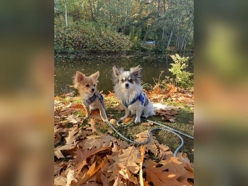 Chihuahua Rüden suchen Traumzuhause