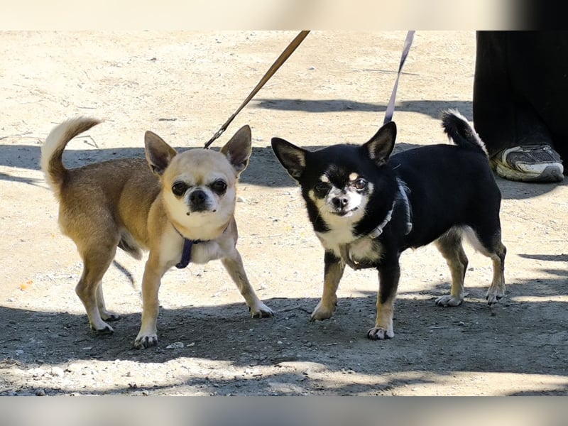 Bimba sucht liebevolle Menschen