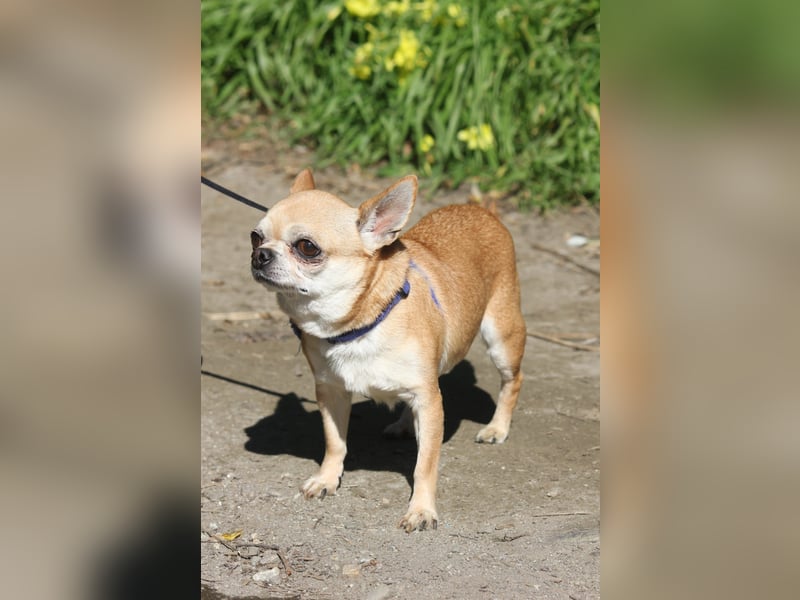 Toy wünscht sich ein gemütliches Zuhause