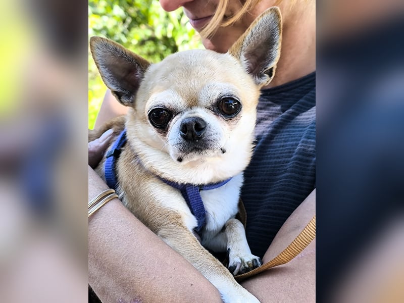 Toy wünscht sich ein gemütliches Zuhause