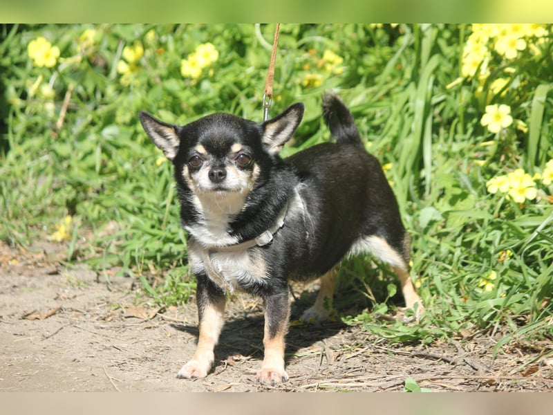 Bimba sucht liebevolle Menschen