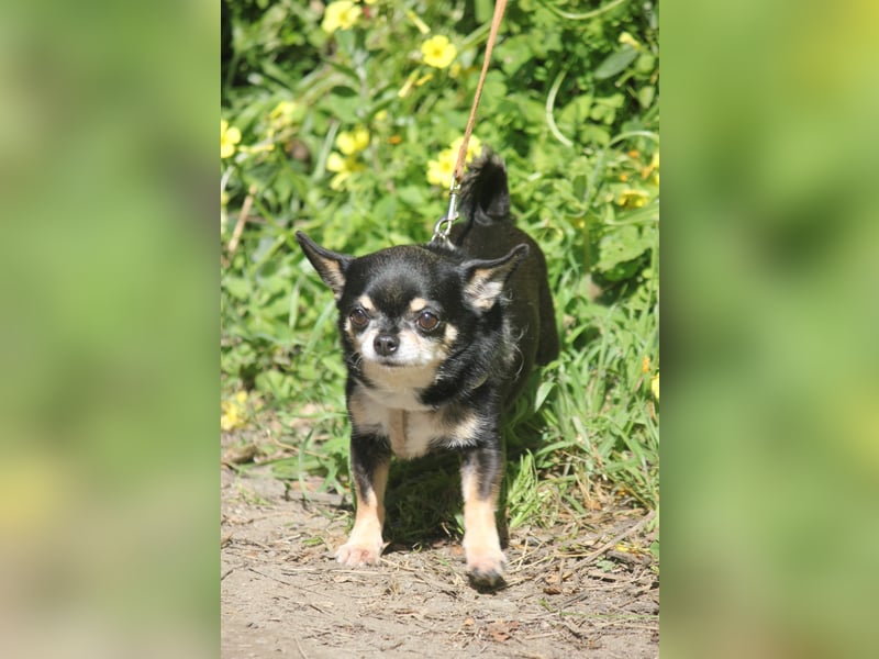 Bimba sucht liebevolle Menschen