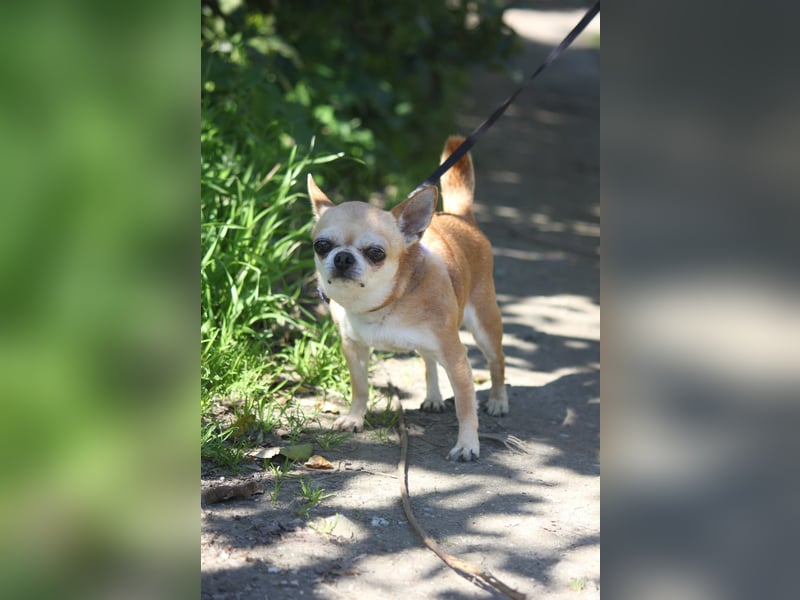 Toy wünscht sich ein gemütliches Zuhause