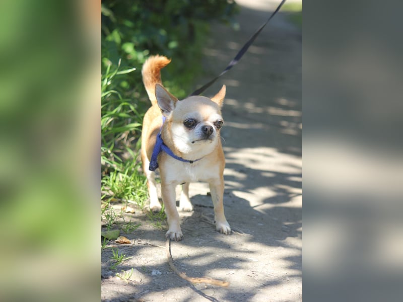 Toy wünscht sich ein gemütliches Zuhause