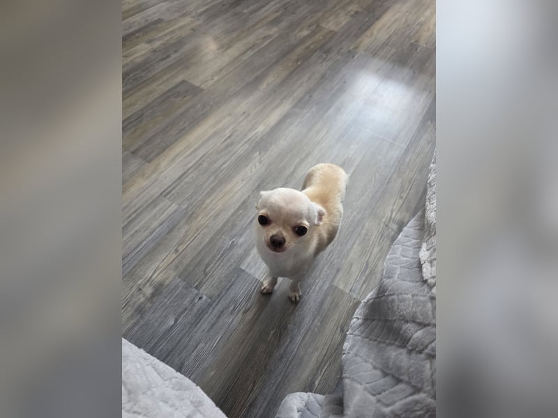 ❤️ Chihuahua-Hündin Lily sucht ein liebevolles Zuhause ❤️