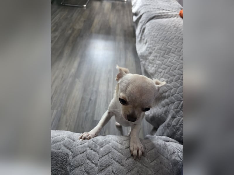 ❤️ Chihuahua-Hündin Lily sucht ein liebevolles Zuhause ❤️