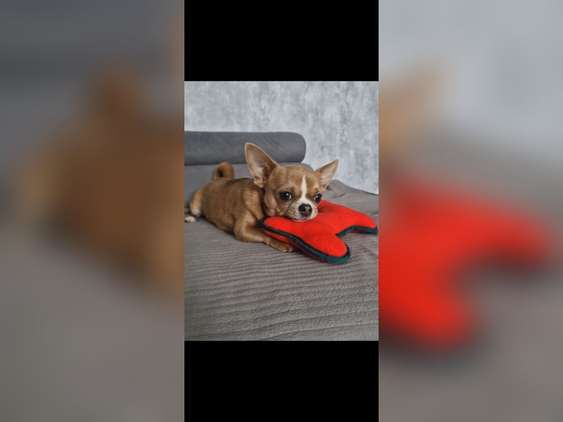 2 wunderschöne Chihuahua Hunde an