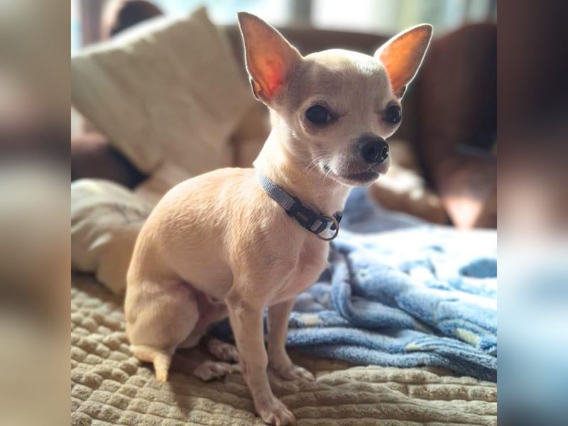 Ruhiger und zurückhaltender Chihuahua Clyde wartet in 49733 Haren.