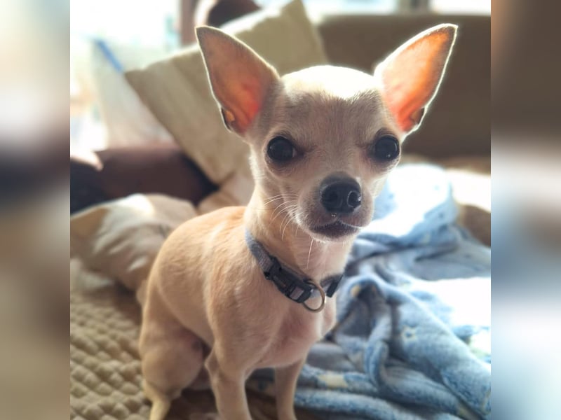 Ruhiger und zurückhaltender Chihuahua Clyde wartet in 49733 Haren.