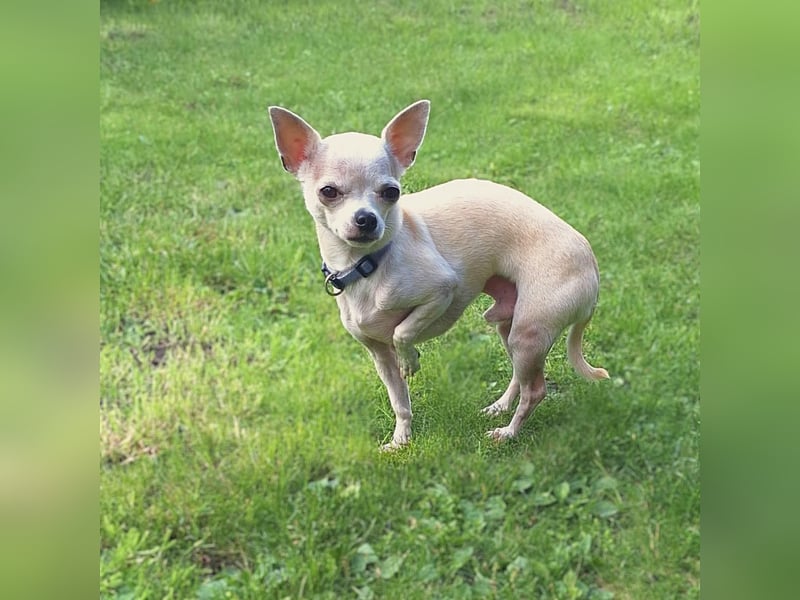 Ruhiger und zurückhaltender Chihuahua Clyde wartet in 49733 Haren.