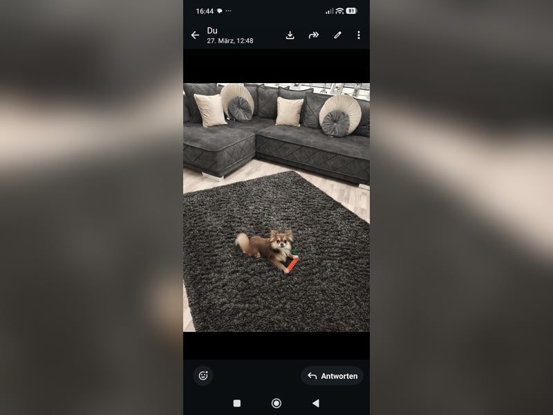 Chihuahua