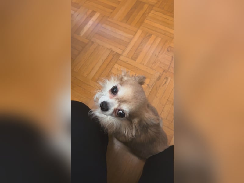 Chihuahua Hündin Candy 3 Jahre alt