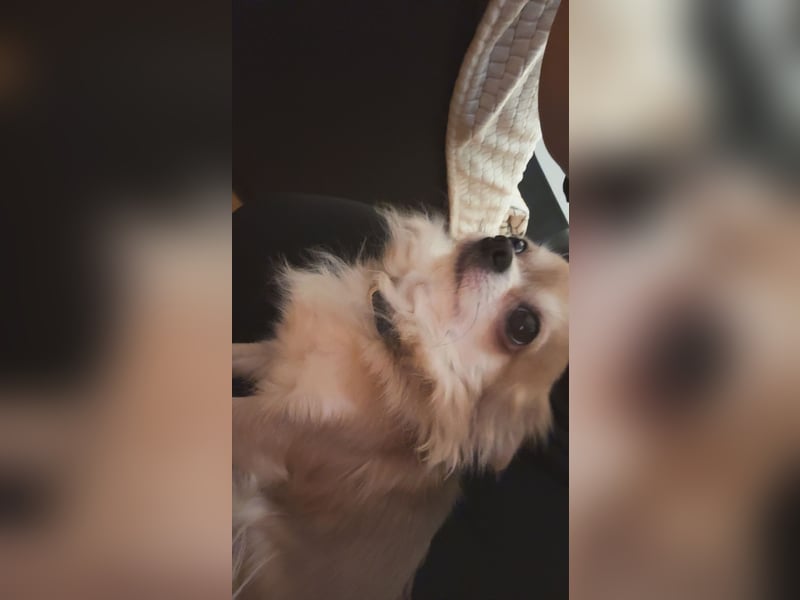 Chihuahua Hündin Candy 3 Jahre alt