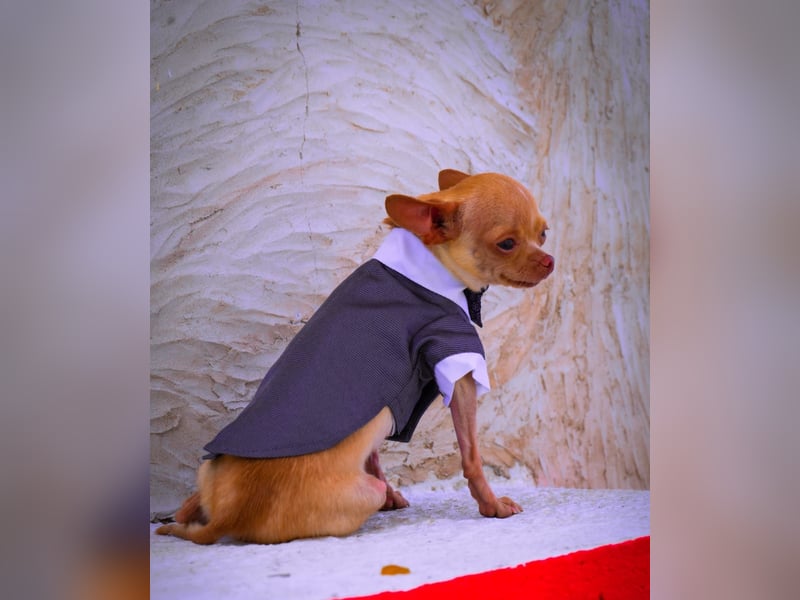 Wunderschöner kleiner Chihuahua-Rüde 2 Jahre