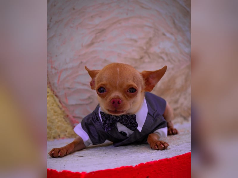 Wunderschöner kleiner Chihuahua-Rüde 2 Jahre