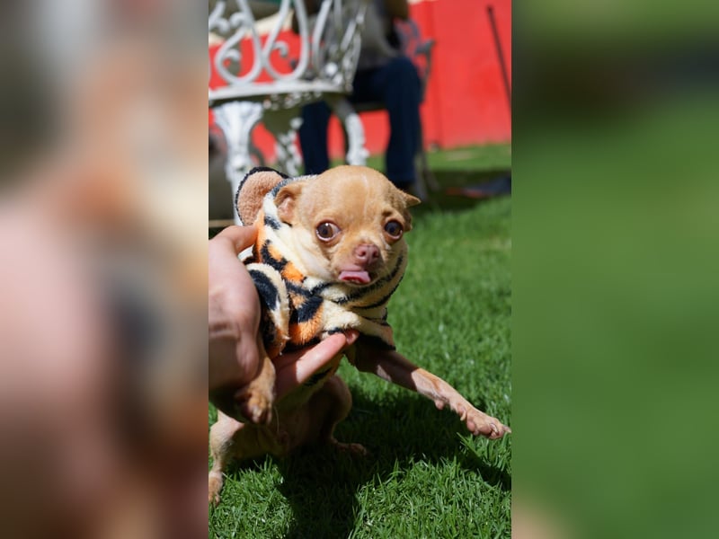 Wunderschöner kleiner Chihuahua-Rüde 2 Jahre