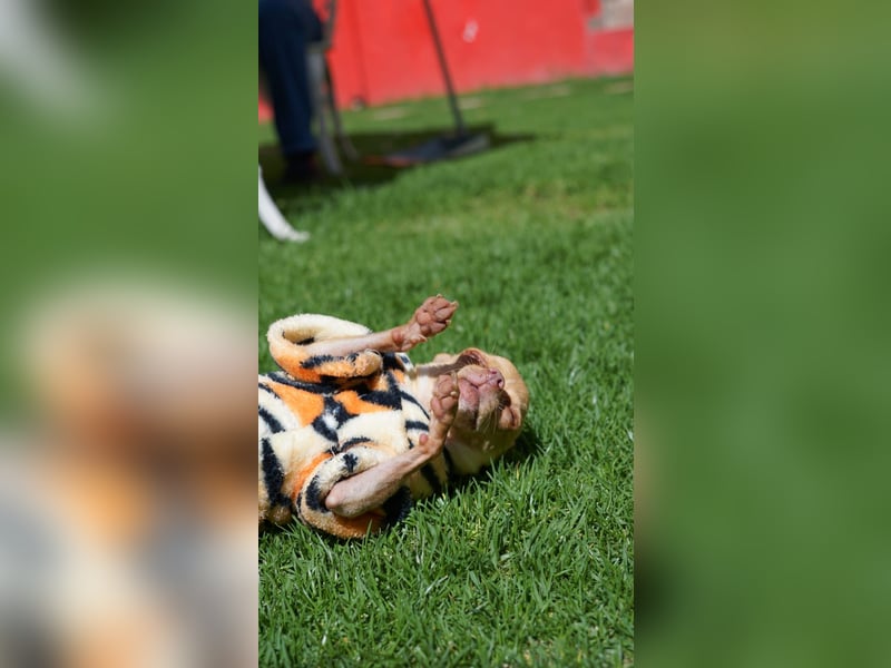 Wunderschöner kleiner Chihuahua-Rüde 2 Jahre
