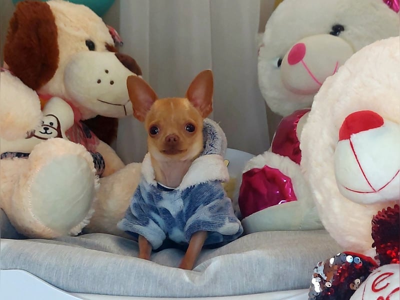 Wunderschöner kleiner Chihuahua-Rüde 2 Jahre